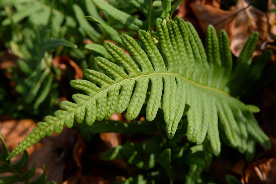 Die Blätter des Tüpfelfarns erinnern an die Form eines Eichenblatts.picture alliance / dpa Themendienst