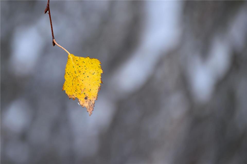 Die Blätter fallen, die Kälte kommt: Es ist Herbst in NRW, der Winter ist nicht mehr fern. (Symbolbild)Patrick Pleul/dpa