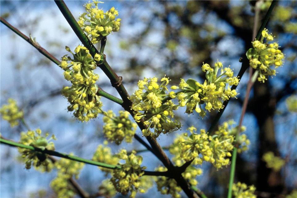 Die Blüten der Kornelkirsche sind für Bienen im Frühjahr eine wichtige Nahrungsquelle.picture alliance/dpa/dpa-tmn