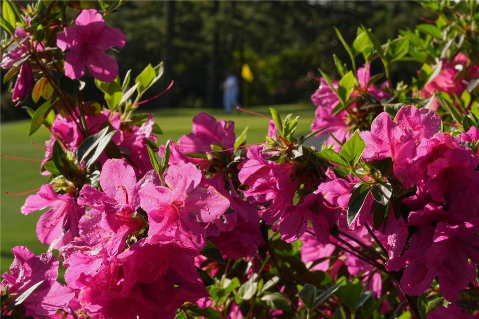 Die Blumenpracht im Augusta National Golf Club ist einzigartig.Matt Slocum/AP/dpa
