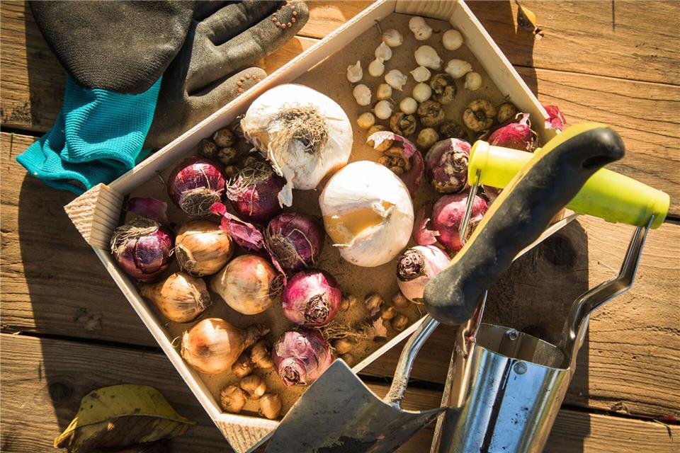 Die Blumenzwiebeln sind glatt, trocken und fest? Das ist ein gutes Zeichen. picture alliance / dpa-tmn