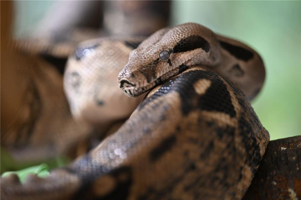 Die Boa constrictor war zwischen 1,50 und 1,80 Metern lang. (Symbolbild)Felix Kästle/dpa