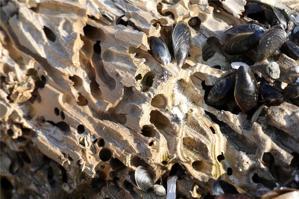 Die Bohrmuschel gilt als gefährlichster Holzschädling im Meer hierzulande. (Archivfoto)Bernd Wüstneck/dpa-Zentralbild/dpa