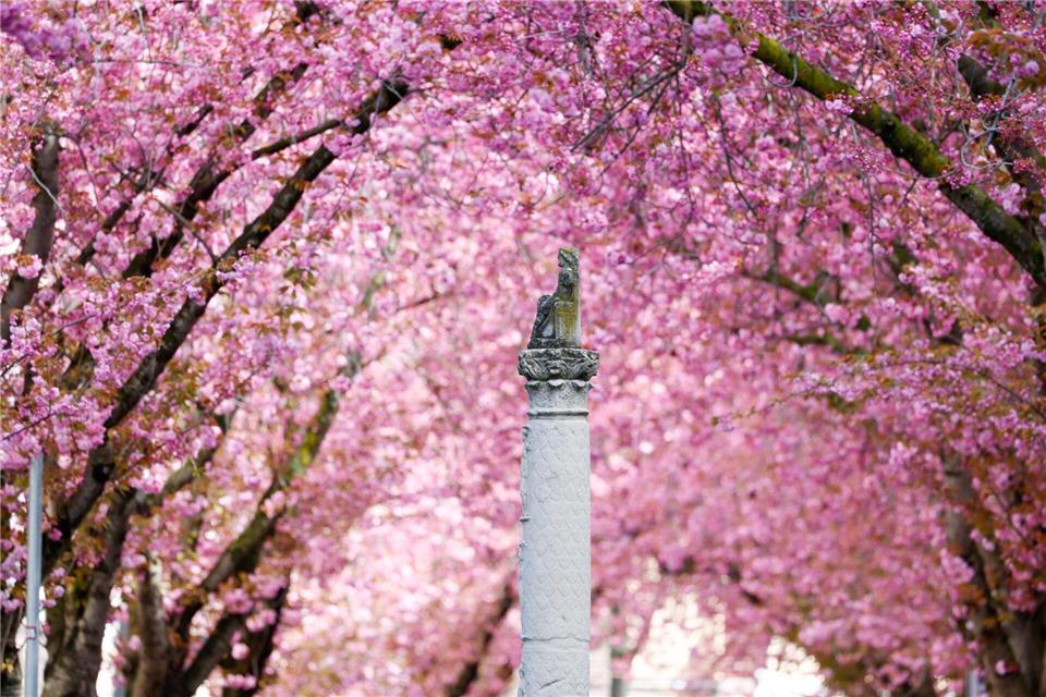 Die Bonner Kirschblüten sind jedes Jahr ein Publikumsmagnet.Thomas Banneyer/dpa