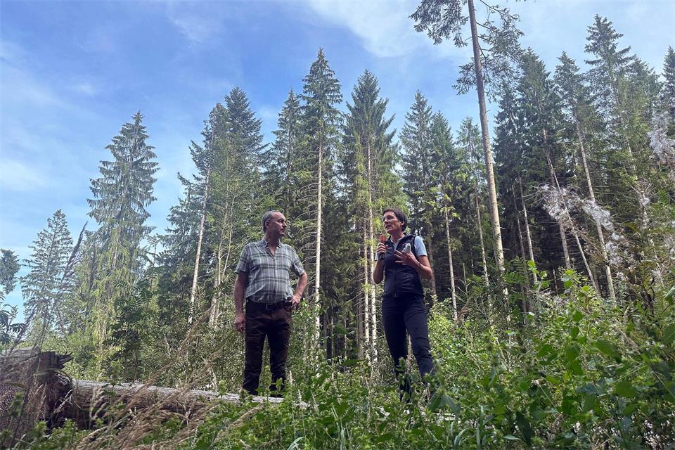 Die Borkenkäfer-Schäden im Bayerischen Wald sind in diesem Sommer geringer als in früheren Jahren.Ute Wessels/dpa