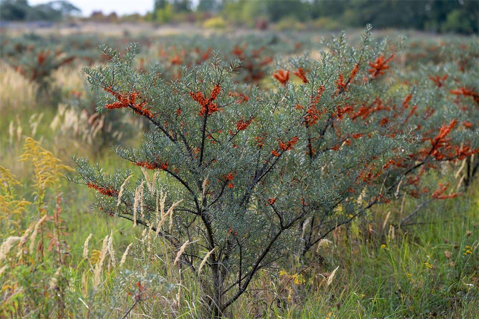 Die Brandenburger Plantage von wildem Sanddorn ist eine der größten Deutschlands.Michael Bahlo/dpa
