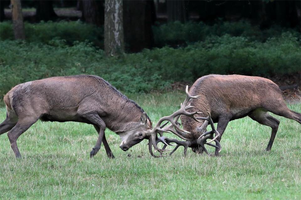 Die Brunftzeit mit röhrenden und kämpfenden Hirschen gehört zu den eindrucksvollsten Erlebnissen im heimischen Herbst. Besucher können das spektakuläre Imponiergehabe derzeit im Wildpark Alte Fasanerie in Hanau verfolgen.Norbert Kappenstein/Wildpark Alte Fasanerie/dpa