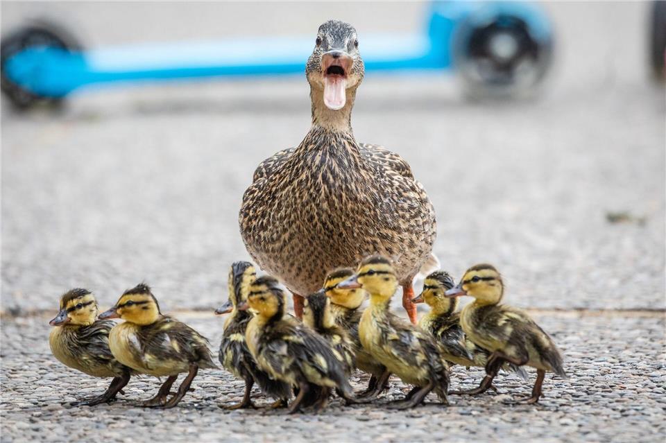 Die Brutzeit bei einigen Enten beginnt etwa Mitte März, die Küken schlüpfen dann im April oder Mai. (Archivbild)Christoph Schmidt/dpa