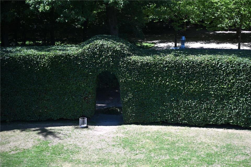 Die Buchenhecke ist über sechs Meter hoch und mehr als 100 Jahre alt.Lilli Förter/dpa