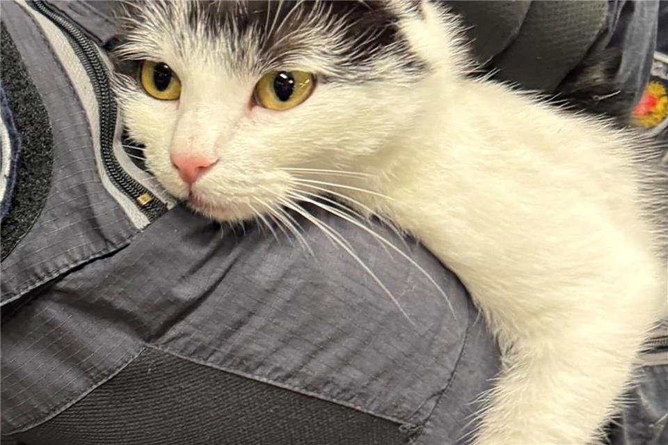 Die Bundespolizei hat eine Katze in einem Zug eingefangen.-/Bundespolizeiinspektion Bremen/dpa