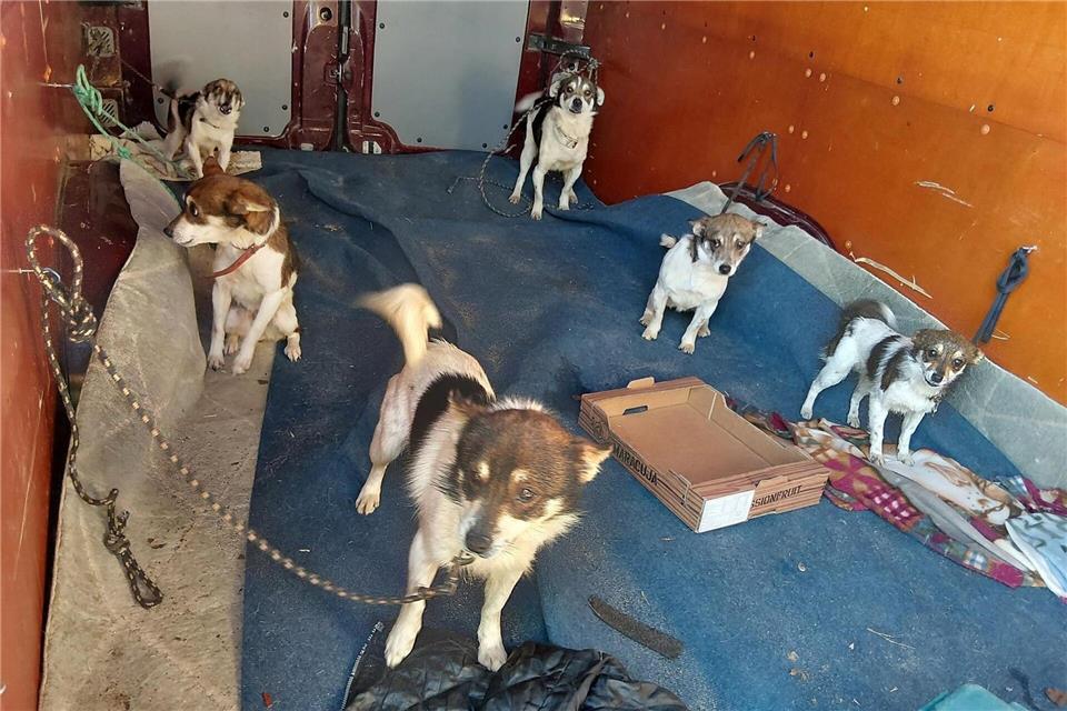 Die Bundespolizei stoppt einen Transporter mit zahlreichen Hunden, der von Polen auf dem Weg nach Deutschland war. (Handout)Bundespolizei/dpa