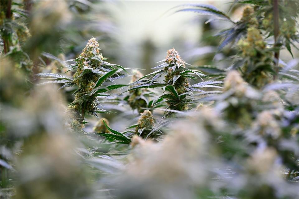 Die Bundesregierung will dem Missbrauch von medizinischem Cannabis entgegenwirken. Hendrik Schmidt/dpa