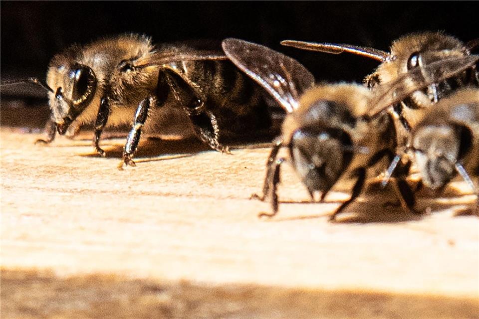 Die Bundestagsbienen sind gut durch den Winter gekommen. (Archivbild)Paul Zinken/dpa-Zentralbild/dpa