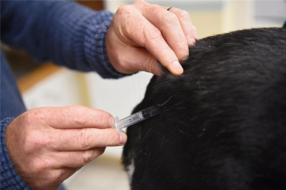 Die Bundestierärztekammer warnt vor den Risiken unzureichend geprüfter Gesundheitsnachweise bei Hunden aus dem Ausland. (Symbolbild)Nicolas Armer/dpa