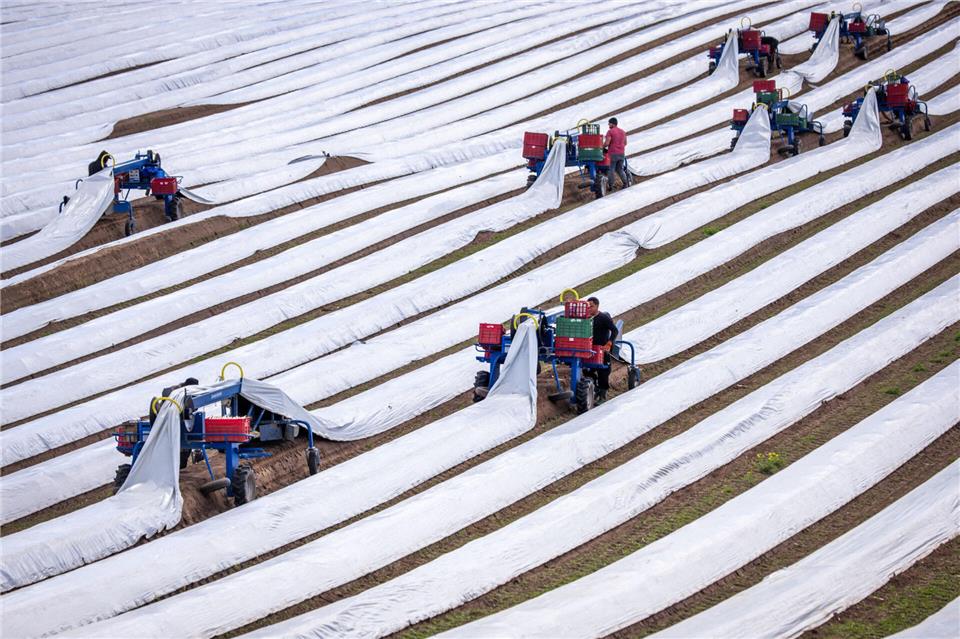 Die CDU fordert in einem Antrag Mindestlohn-Ausnahmen für Saisonarbeitskräfte.