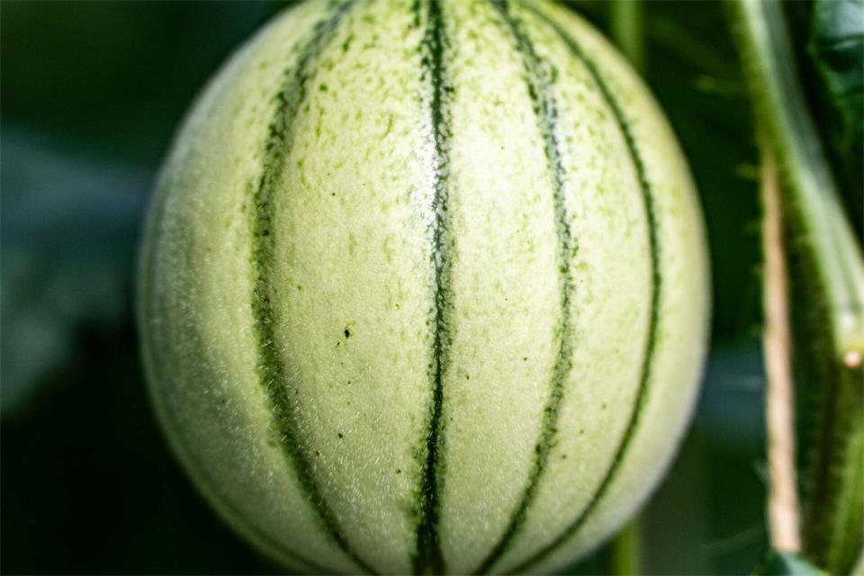 Die Charentais-Melone entstand im 19. Jahrhundert in der französischen Region Charente und ist mit Honig- und Galia-Melonen verwandt.Andreas Arnold/dpa