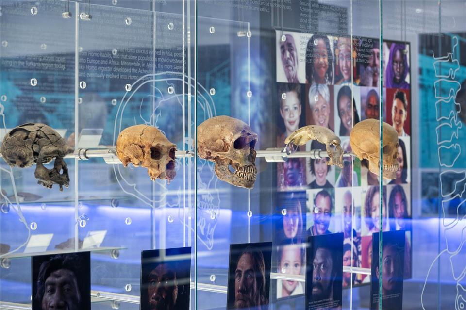 Die Cradle of Humankind, wie die Welterbestätte auf Englisch heißt, umfasst neben den Sterkfontein-Höhlen auch ein großes interaktives Museum.Brett Eloff/Wits University/dpa-tmn