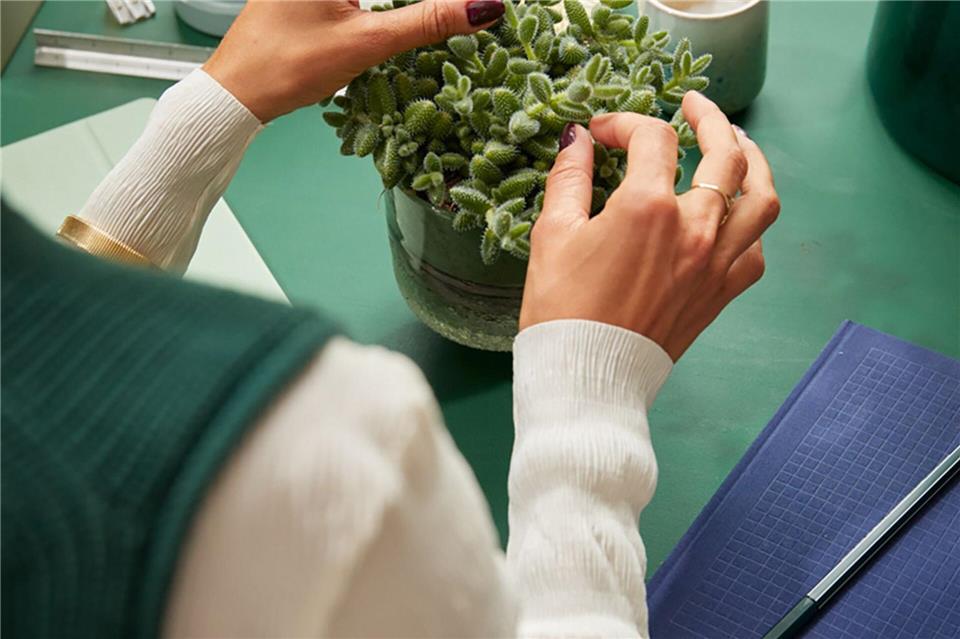 Die Delosperma echinatum ist eine pflegeleichte Sukkulente, die einen hellen Platz und nur wenig Wasser benötigt.Plants & Flowers Foundation Holland/dpa-tmn