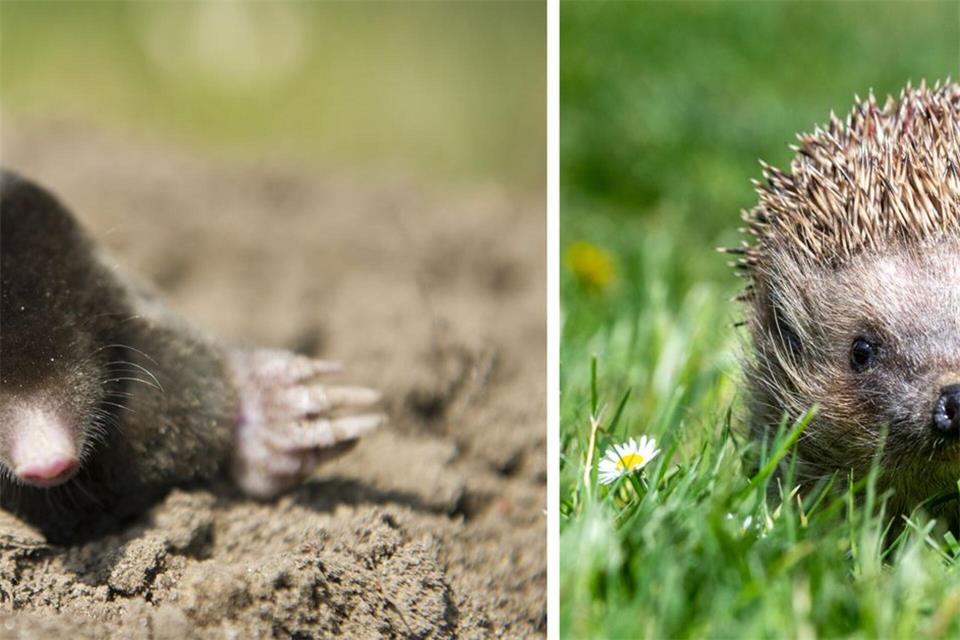 Die Deutsche Wildtier Stiftung ruft dazu auf, Igel und Maulwürfe zu zählen. (Archivbild)Armin Weigel/Patrick Pleul/dpa