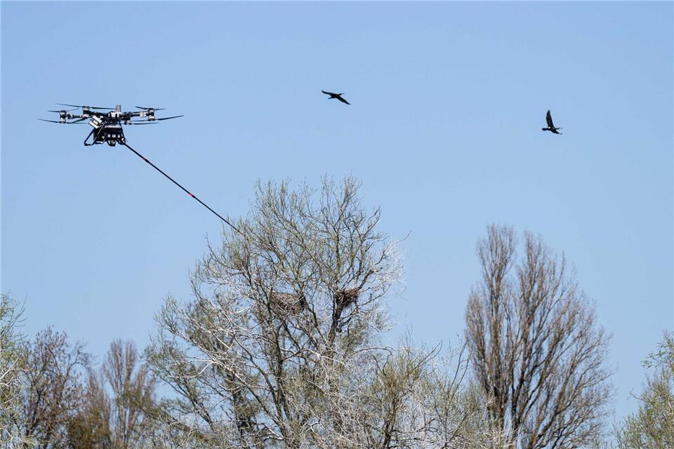 Die Drohne steuerte vier Nester an. Waldmann/Ministerium für Ländlichen Raum von Baden-Württemberg/dpa