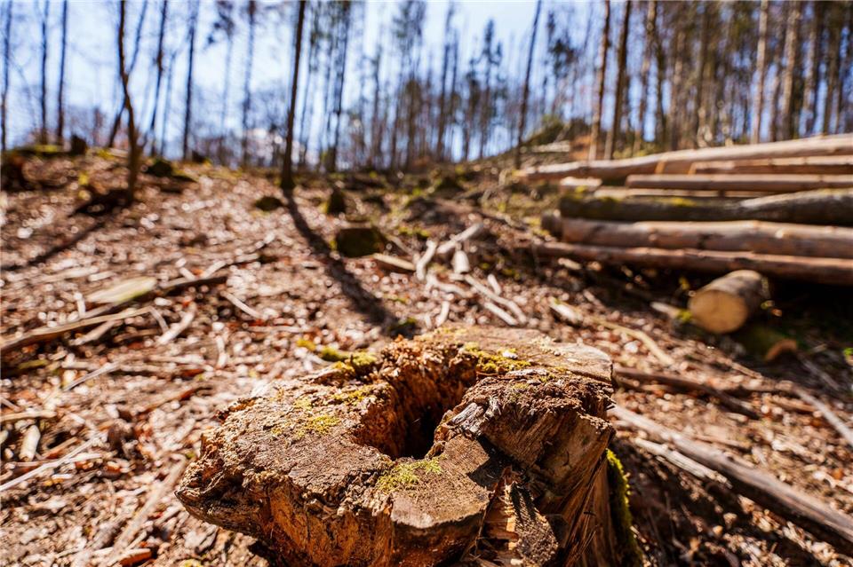 Die EU-Entwaldungsverordnung wird nach Druck auf der Wirtschaft abgeschwächt. (Symbolbild) Andreas Arnold/dpa