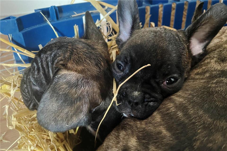 Die EU will strenger gegen illegalen Tierhandel vorgehen. (Symbolbild)Paul Zinken/dpa