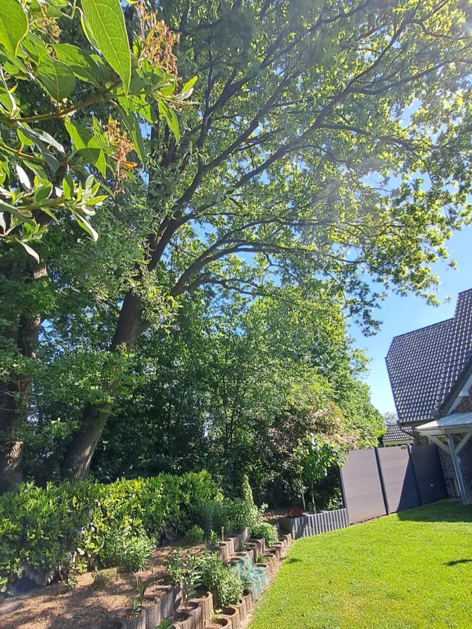 Die Eiche am Nordring ragt in den Garten der Familie Stork.