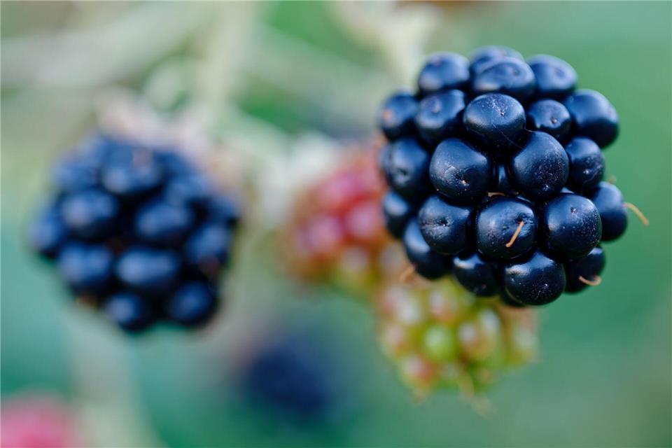 Die Eier des Fuchsbandwurms können an Beeren haften, allerdings kommt eine Infektion beim Menschen relativ selten vor.picture alliance/dpa