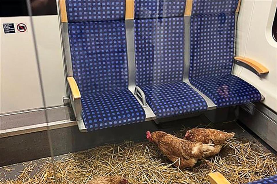„Die Eier sind 1. Klasse“, schrieb die Deutsche Bahn auf Instagram zu den zurückgelassenen Hühnern.-/Deutsche Bahn AG/dpa