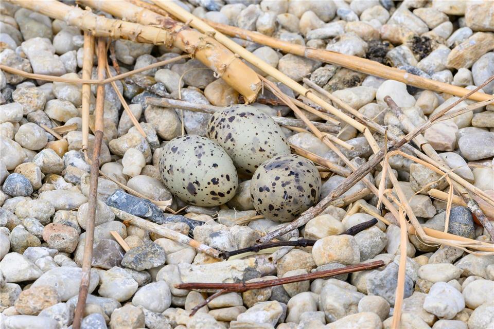 Die Eier werden einfach auf Kieselsteine abgelegt. Ein Nest ist nicht nötig.Patrick Pleul/dpa