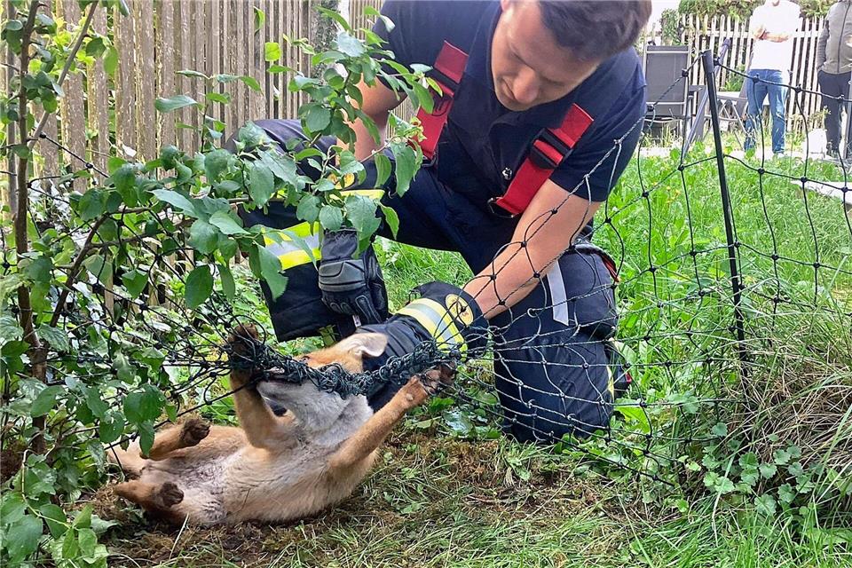 Die Einsatzkräfte helfen dem in Not geratenen Fuchs. -/Berufsfeuerwehr München/dpa