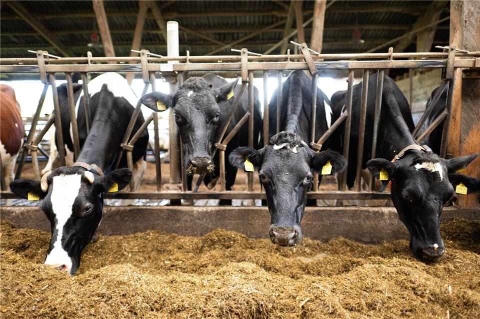 Die Einsparungen im Bundeshaushalt sollen auch das Agrarressort treffen. (Symbolbild)Sina Schuldt/dpa