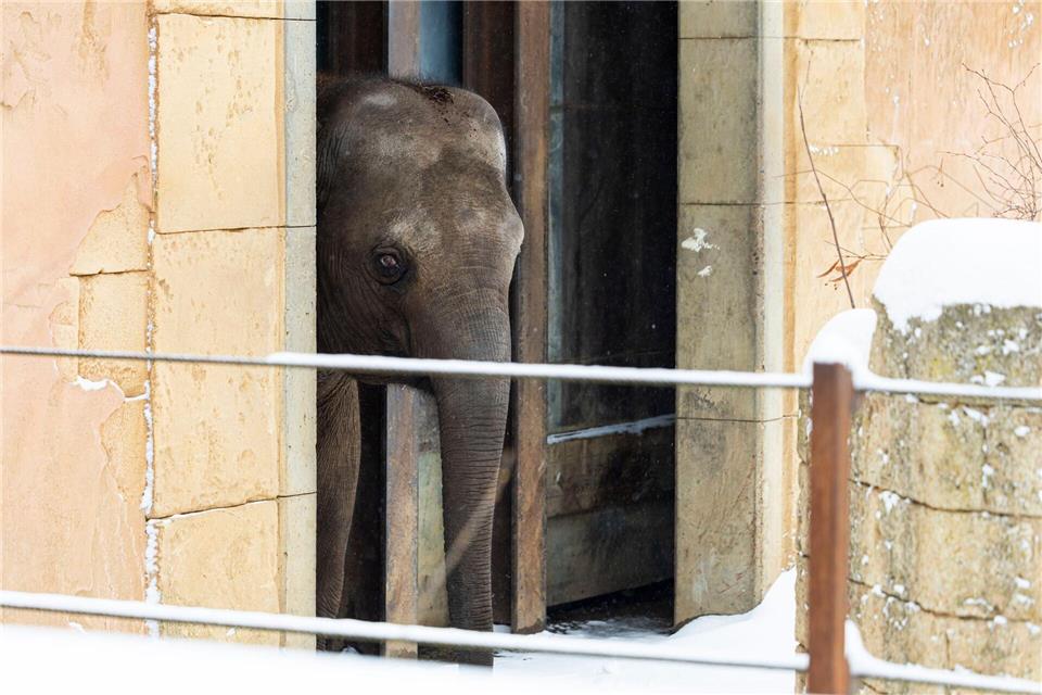 Die Elefanten ließen sich nur wenige Minuten im Freien blicken.Michael Matthey/dpa