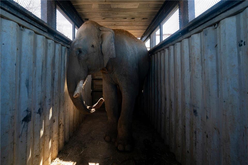 700 Wildtiere ziehen wegen Gewalt in Mexiko um Die Elefanten sind die Lieblinge des Reservats. Felix Marquez/AP/dpa