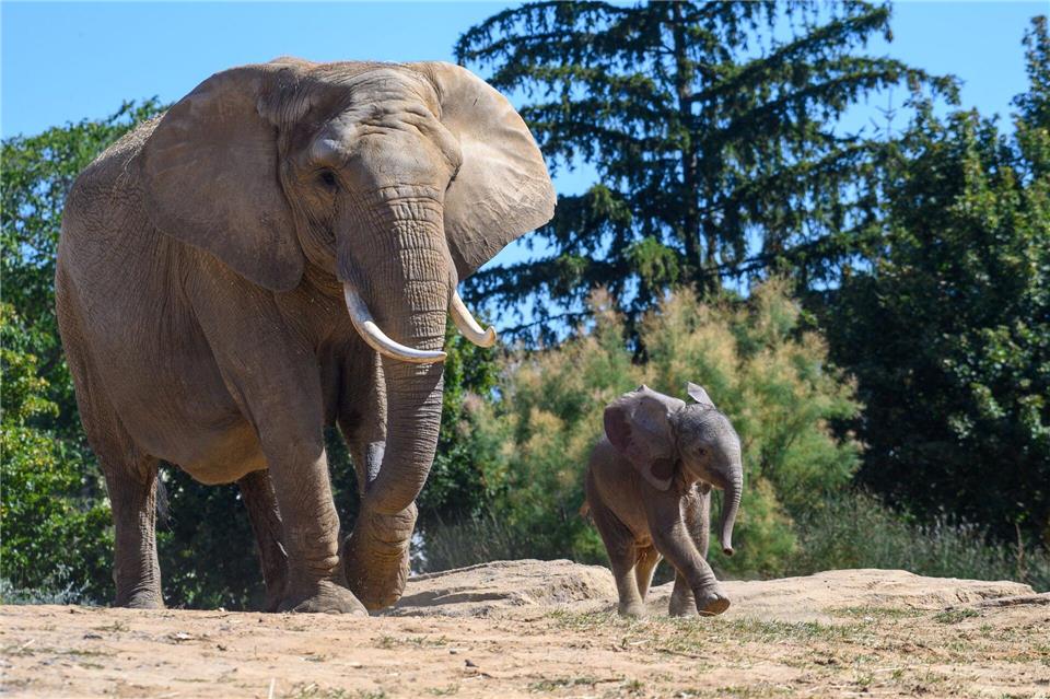 Die Elefantengeburt war die erste in der Geschichte des Magdeburger Zoos.Klaus-Dietmar Gabbert/dpa