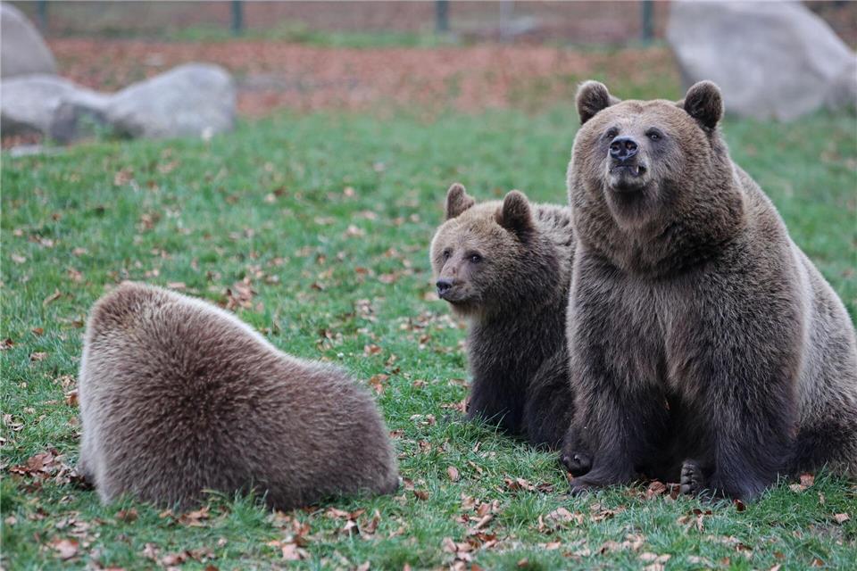 Die Eltern der Bärenkinder sind Mutter Idun und Vater Moritz Bernd.Matthias Bein/dpa