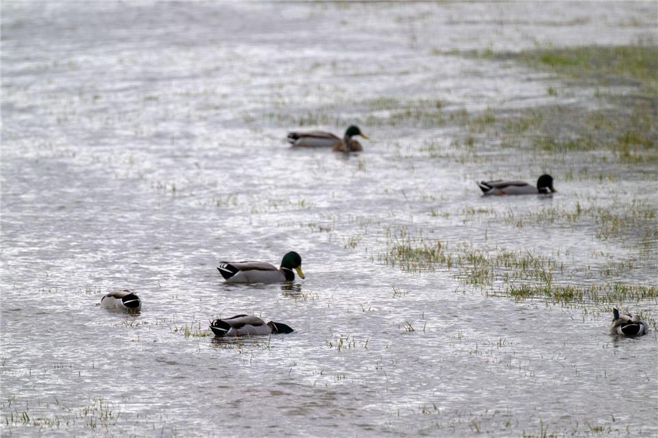 Die Enten erfreuen sich an überschwemmten Wiesen. Pia Bayer/dpa