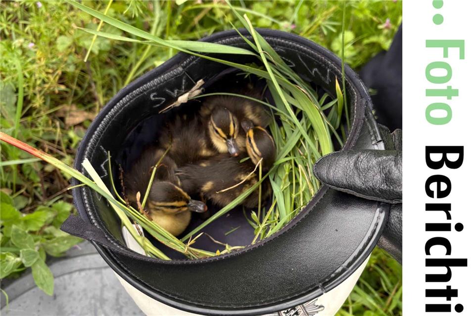 Die Entenküken wurden in einer Polizeimütze in Sicherheit gebracht. (Foto Handout)-/Polizeipräsidium Offenburg/dpa