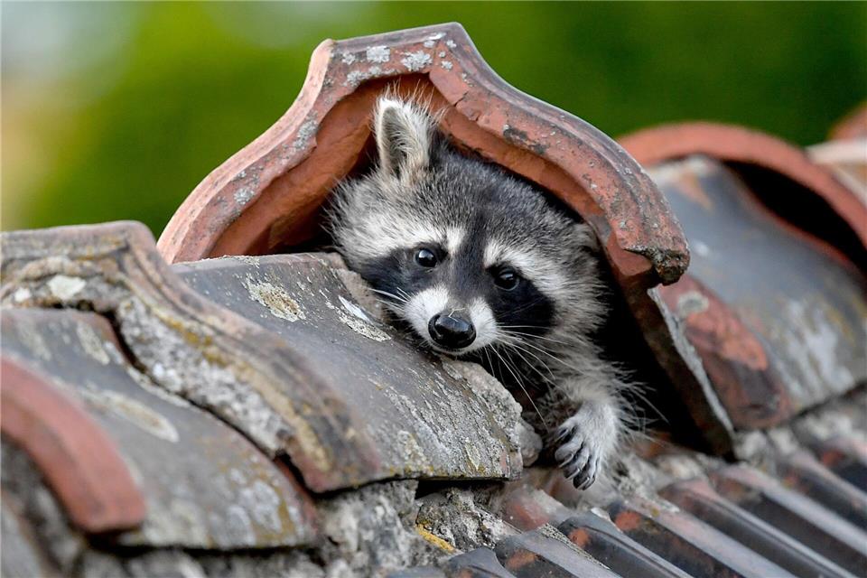 Die Entwicklung der Waschbärpopulation in Schleswig-Holstein ist unter anderem anhand der Jagdstrecken erkennbar. (Archivbild)Britta Pedersen/dpa-Zentralbild/dpa