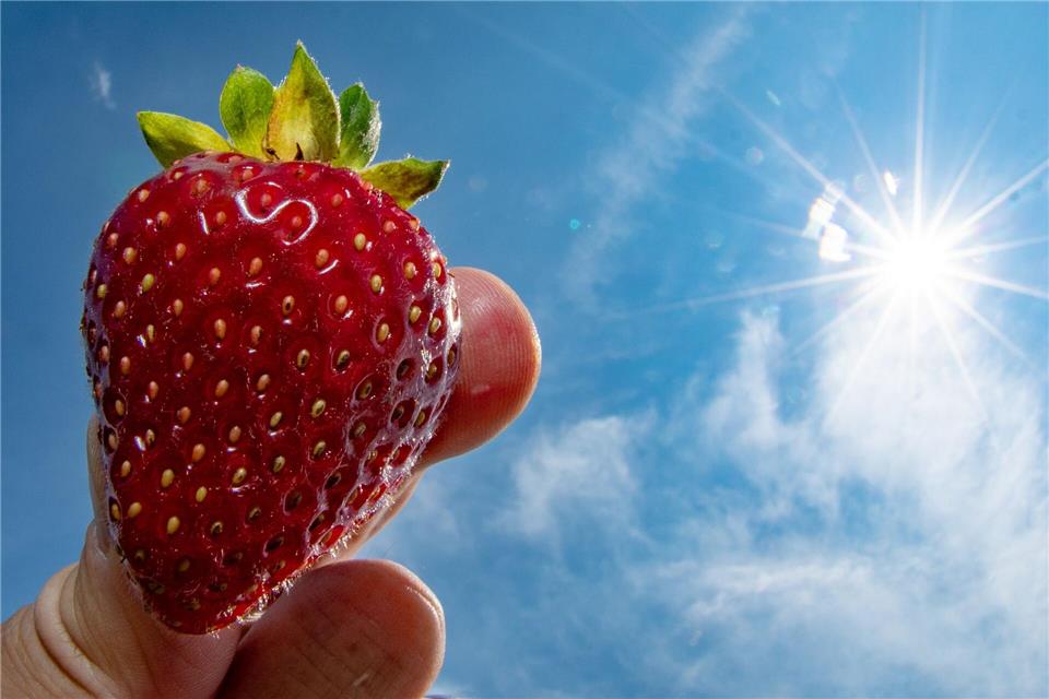 Die Erdbeerernte fällt dieses Jahr vor allem im Freiland magerer aus. (Achivbild)Armin Weigel/dpa