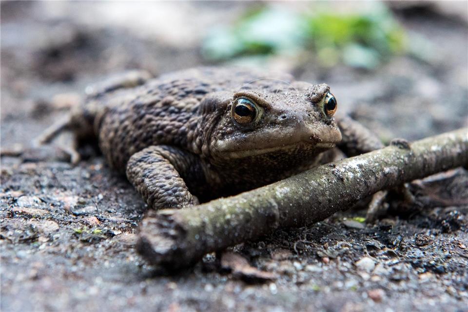 Die Erdkröte ist eine der häufigsten Amphibienarten Europas und lebt auch in Berlin. (Symbolbild)Daniel Bockwoldt/dpa