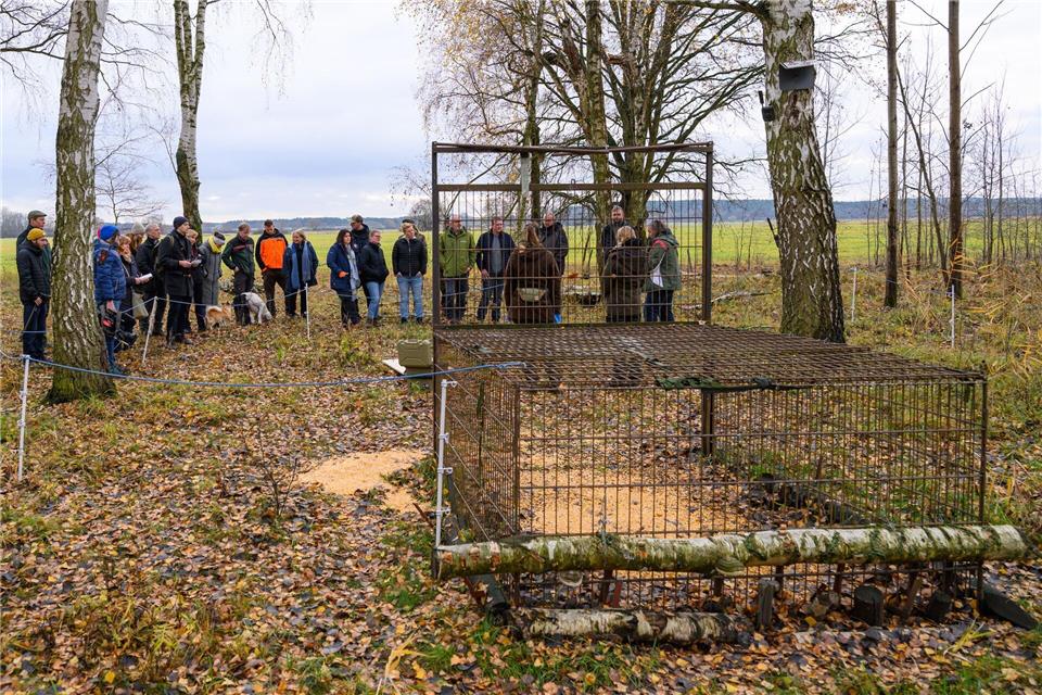 Die Ergebnisse sollen eine Grundlage für künftige Maßnahmen zur Bekämpfung und Prävention der Afrikanischen Schweinepest in Brandenburg und bundesweit liefern.Patrick Pleul/dpa