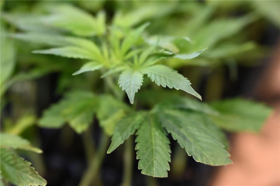 Die Ermittler entdeckten Marihuana. (Symbolbild)Michael Brandt/dpa