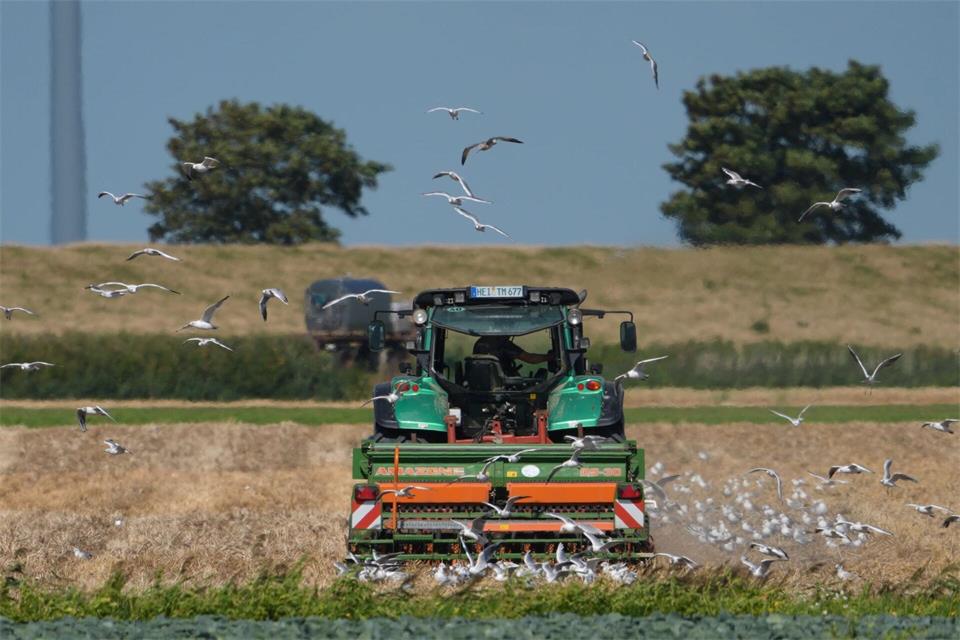 Die Ernte in Schleswig-Holstein ist je nach Standort in diesem Jahr sehr unterschiedlich ausgefallen - insgesamt jedoch schlechter als 2025. (Symbolfoto)Marcus Brandt/dpa