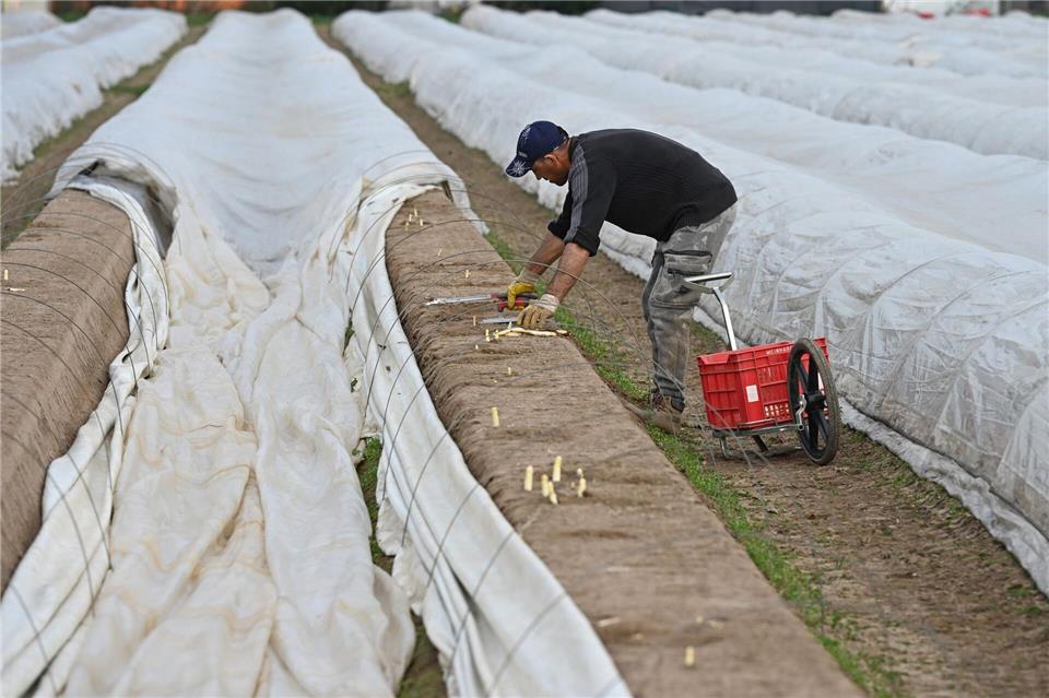 Die Ernte ist teils schon angelaufen.Michael Brandt/dpa