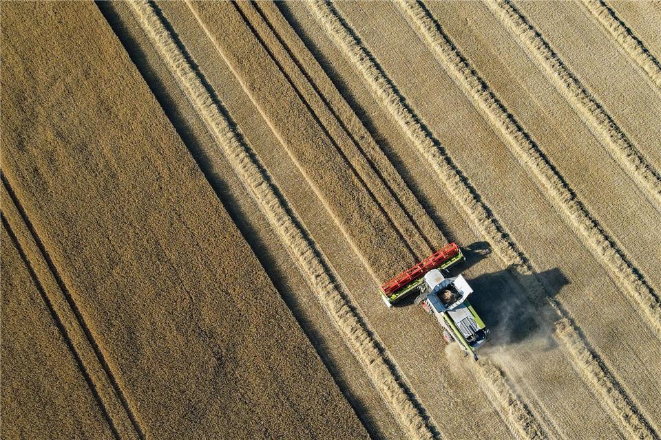 Die Ernte von Weizen und Roggen hat in Brandenburg noch nicht begonnen: Wird die große Hitze dem Getreide schaden? (Archivfoto)Patrick Pleul/dpa