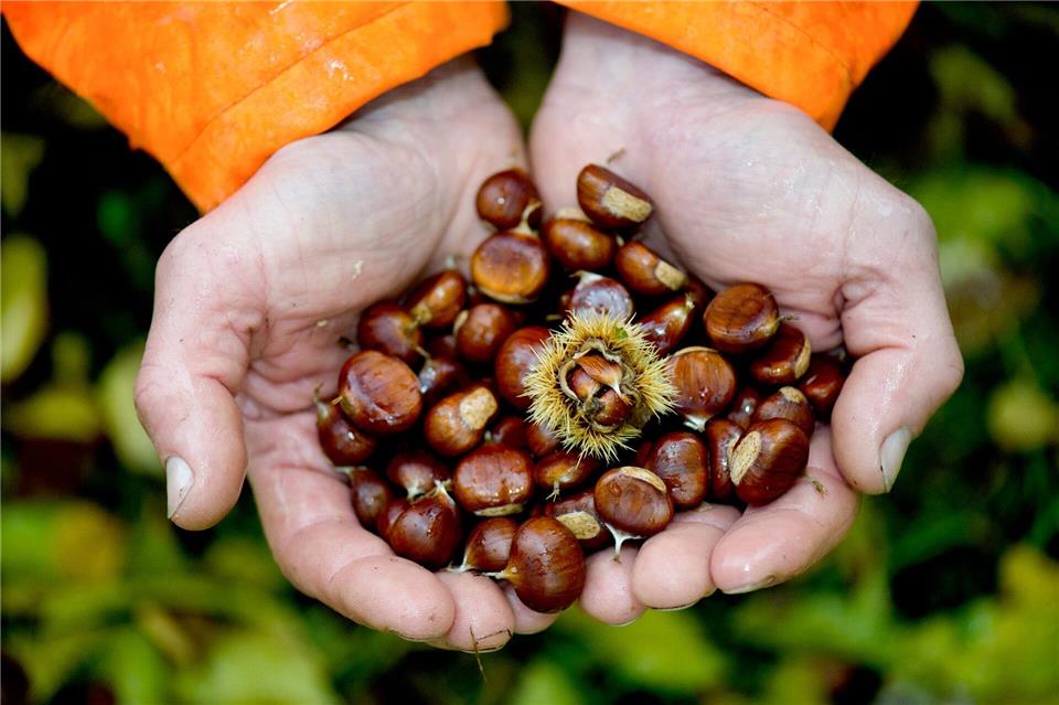Die Esskastanie wird auch Edelkastanie genannt. Sie gehört zu den Buchengewächsen, ihre Früchte zählen botanisch zu den Nüssen, wie Haselnüsse oder Walnüsse.picture alliance/dpa/dpa-Zentralbild