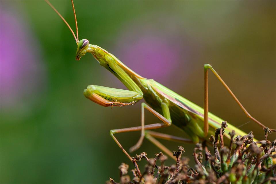 Die Europäische Gottesanbeterin (Mantis religiosa) ist eine gut getarnte Jägerin. (Archivbild)Patrick Pleul/dpa