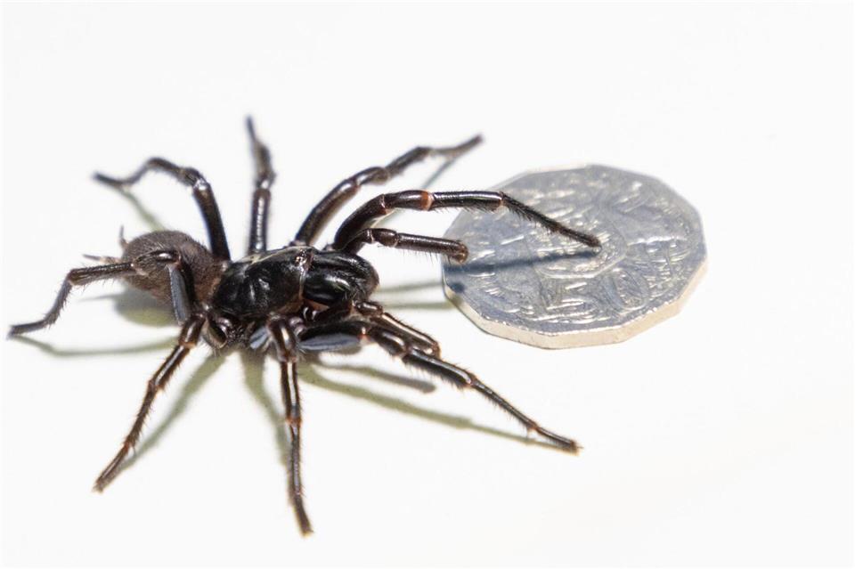 Die Exemplare aus Newcastle sind riesig. Caitlin Vine/Australian Reptile Park/dpa