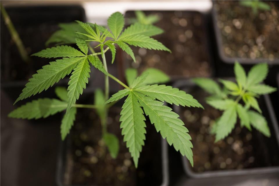 Die Fahnder hatten mehr als 6.300 Cannabis-Pflanzen sichergestellt. (Symbolbild)Sebastian Gollnow/dpa
